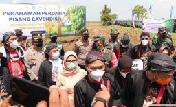 Ponorogo Kembangkan Pisang Cavendish untuk Ekspor