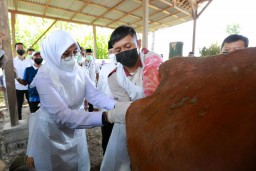 Program SMS Pisan, Jurus Baru Banyuwangi Tingkatkan Produktivitas Sapi