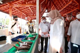 Gerakkan Ekonomi Warga, Banyuwangi Gelar Fish Market Festival di Kampung Mandar