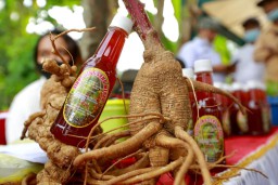 Petani Banyuwangi Sukses Budidaya Ginseng Merah, Wabup Sugirah Panen Perdana