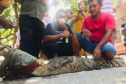 Seekor Buaya yang Dilepasliarkan di Sungai Kembali Tertangkap Warga Mojokerto