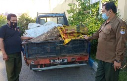 Angkut 14 Batang Kayu Sonokeling Curian dari Hutan, Sopir Pikap ini Diamankan