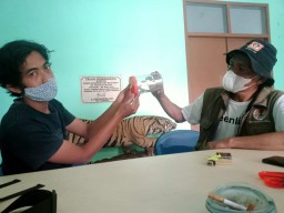 Ular Sanca Kembang Masuk Rumah Warga di Probolinggo, Diserahkan ke BKSDA