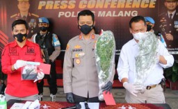 Tanam Puluhan Pohon Ganja, Pria asal Lumajang Ditangkap di Malang