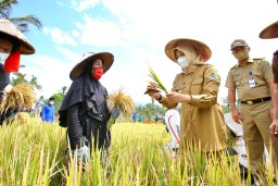 Dukung Lahan Pertanian Pangan Berkelanjutan, Banyuwangi Gelar Festival Padi