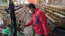 100 Peternak Ayam di Ponorogo Gulung Tikar, Pemerintah Diharap Berikan Solusi