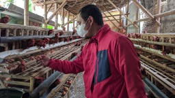 Cerita Peternak Ayam di Ponorogo, Terancam Gulung Tikar hingga Gadaikan BPKB