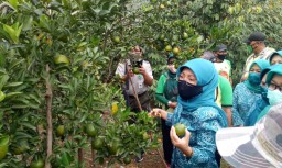 Senyuman Petani Jeruk Pasuruan di Tengah Pandemi Corona
