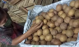 Rasanya Manis dan Kaya Manfaat, Sawo Madu di PIOS Laku 1 Ton Per Hari