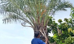 Pemilik Pohon Kurma yang Berbuah Lebat di Pasuruan Dikenal Dermawan