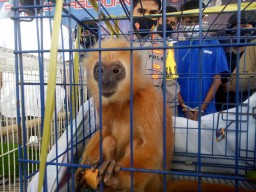 Perdagangan Online Satwa Dilindungi Diotaki Warga Pasuruan Dibongkar