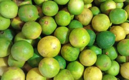 Redam Melonjaknya Harga Jeruk Nipis, Pedagang di PIOS Datangkan dari Sulawesi