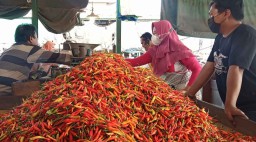 Harga Cabai Rawit Merosot, Pedagang di PIOS Tetap Jaga Kualitas