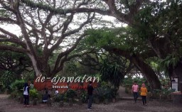 Teror Ulat Bulu Serang Tempat Wisata Hutan di Banyuwangi