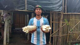 14 Tahun Geluti Budidaya Jamur, Pemuda ini Raup Keuntungan Menggiurkan