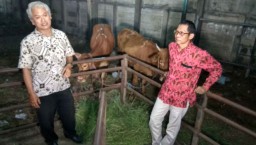Rumah Potong Hewan Janjikan Jual Daging Murah saat Ramadan