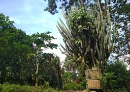 Wow! Kaktus Warisan Hindia Belanda ini Sudah Berumur 117 Tahun