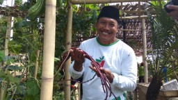 Disperta Banyuwangi Kenalkan Kacang Merah Panjang, Ini Khasiatnya