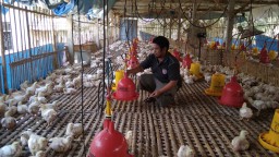 Harga Daging Ayam Naik, Peternak di Tulungagung Malah Merugi