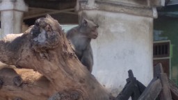 Dari Mana Asal Kera Mistis di Kuburan Tulungagung ini?