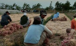 Harga Jual Bawang Merah di Probolinggo Merangkak Naik