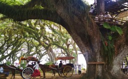 Tour de Djawatan, Menyusuri Hutan Trembesi Tua di Banyuwangi
