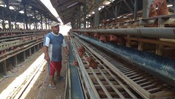 Musim Hujan Tiba, Peternak Diminta Waspadai Penyakit Hewan