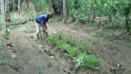 Dampak Musim Kemarau di Blitar, Petani Sayur Terancam Gagal Panen