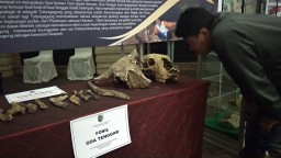Fosil di Gua Tenggar Diperkirakan Lebih Tua dari Homo Wajakensis