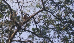Teror Ulat Bulu, Petani Bunga Kenanga di 3 Desa Pasuruan Gagal Panen