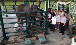 Ini Langkah Wali Kota Risma Kembangkan Kebun Binatang Surabaya