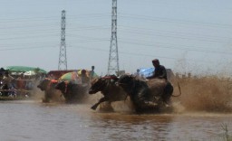 Meriahnya Festival Karapan Sapi Brujul di Semipro 2019