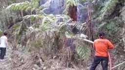 Kebakaran di Pegunungan Ijen Seluas 500 Hektar Masih Menyisakan Bara