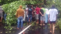 Pohon Timpa Mobil Ertiga di Sidoarjo, Pengemudi Terjepit Kabin