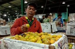 Banjir Pesanan, PIOS Datangkan Jeruk dari Mamuju Sulawesi Barat