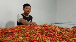 Pasokan Melimpah, Harga Cabai Rawit di PIOS Kembali Normal