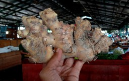 Jahe Lokal Makin Diminati, Penjualan di PIOS Tembus 12 Ton Sebulan