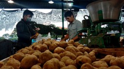Cocok Buat Diet, Kentang Tengger Jadi Primadona di PIOS