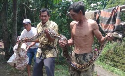 Ular Sanca Kembang Sepanjang 4 Meter di Mojokerto Ditangkap Warga
