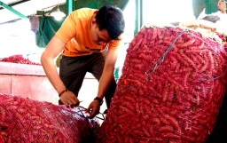 Permintaan Meningkat, Penjualan Kunyit di PIOS Laku 4 Ton per Minggu
