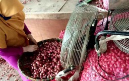 Beragam Jenis Bawang Merah Berkualitas Tersedia di PIOS