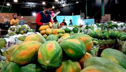 Wow! Pasokan Pepaya Thailand dari Lumajang Melimpah di PIOS