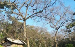 Wabah Ulat Hijau, Petani Bunga Kenanga di Pasuruan Gagal Panen