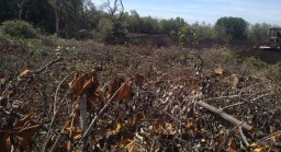Tebang Mangrove di Kota Probolinggo, Warga ini Dapat Surat Teguran
