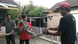 Cari Ikan di Sungai, Warga Tangkap Ular Sanca 4 Meter