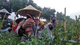 Melihat Kampung Tangguh Semeru Penjaga Ketahanan Pangan di Mojokerto