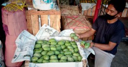 Tak Panen Raya akibat Cuaca, Buah Mangga Tetap Tersedia di PIOS