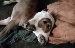 Viral Video Anak Sapi Berkepala Dua Hebohkan Warga Probolinggo