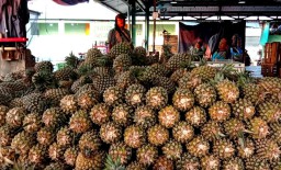 Pedagang PIOS Borong Buah Nanas dari Kediri dan Blitar
