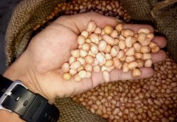 Penuhi Pelanggan, Pedagang PIOS Datangkan Kacang Ose dari India 25 Ton